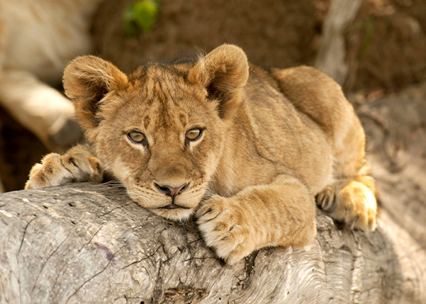 lion cub in a tree