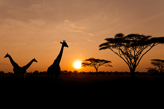giraffes in the sunset
